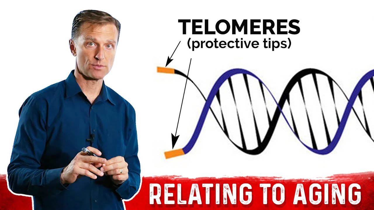 What Are Telomeres And How They Help With Anti Aging