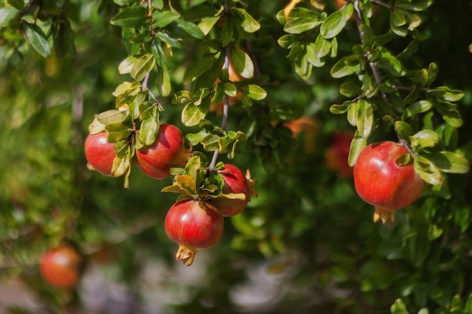 Ripe pomegranates on tree
