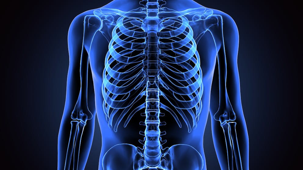 skeleton anatomy illustration