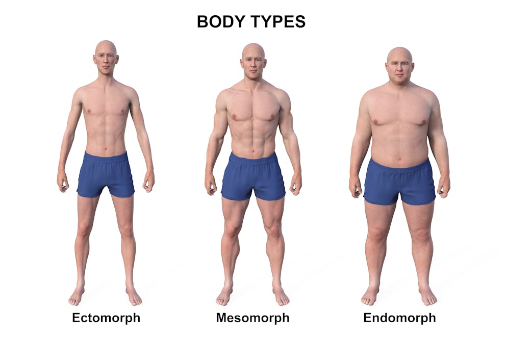 Different body types