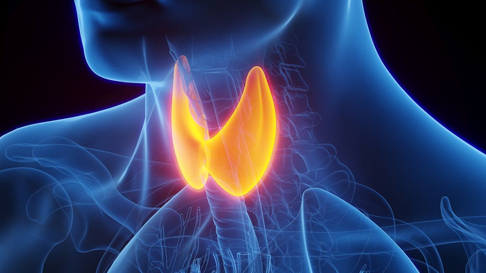 3D model of a thyroid