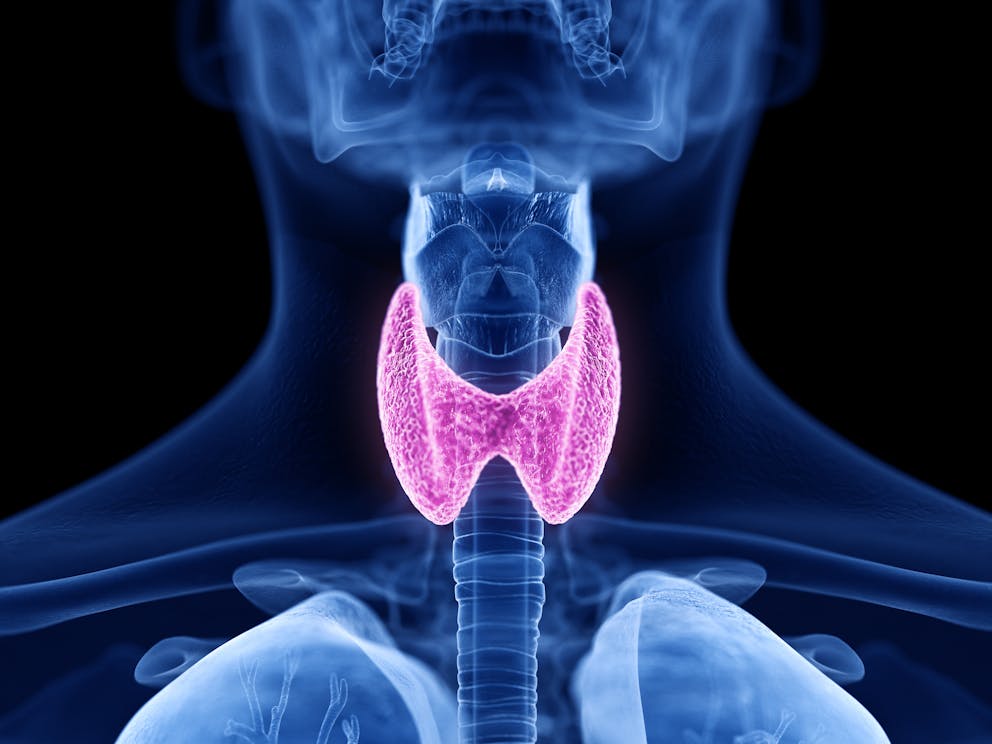 Thyroid illustration