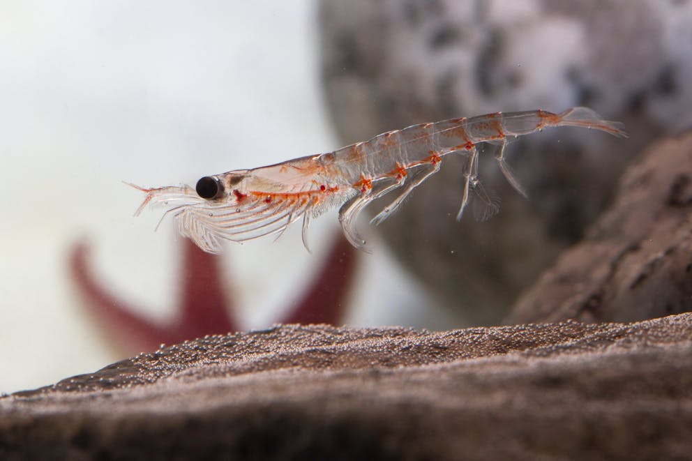 Krill floating in the water