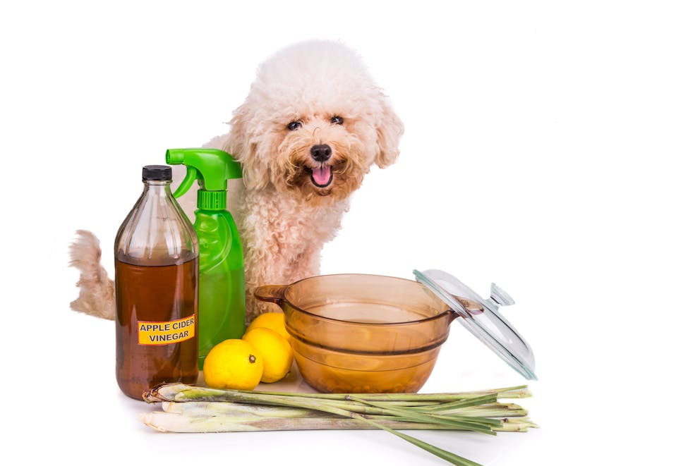 Dog with apple cider vinegar remedy