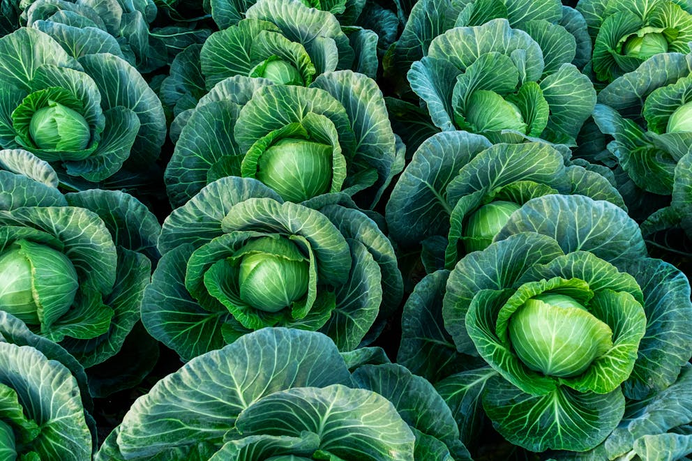 Ripe cabbages in a field