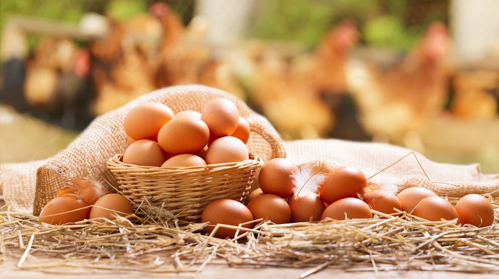 certified humane organic eggs