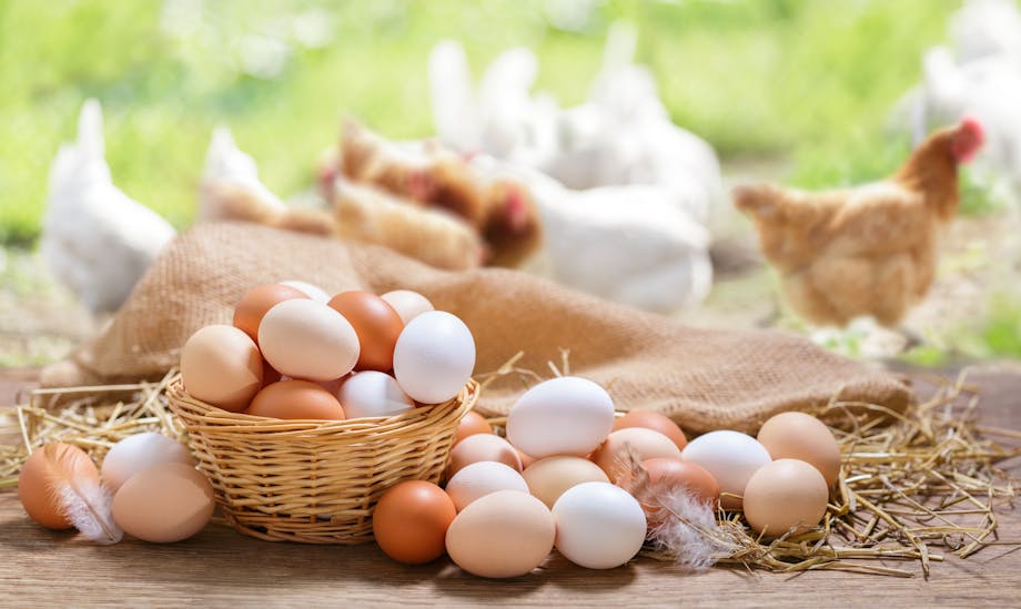 Basket of eggs