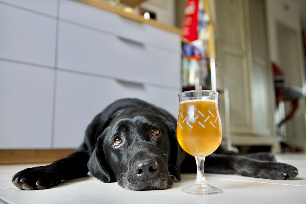 Black lab lying next to a beer