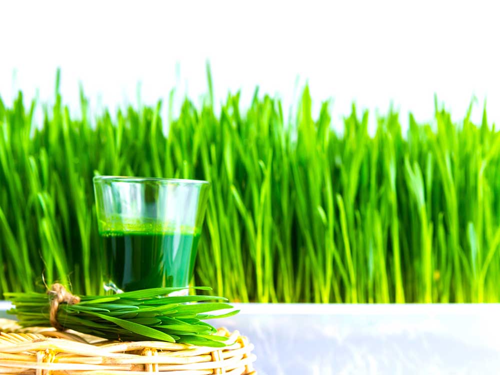 A shot of wheatgrass sits with fresh cut wheatgrass in front of grass growing in background. 