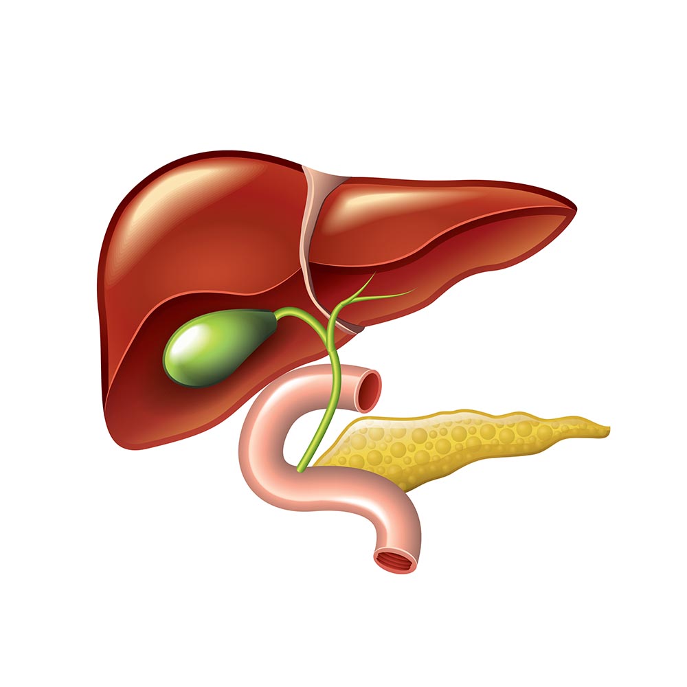 Anatomy illustration of the liver, gallbladder, small intestine, and pancreas.