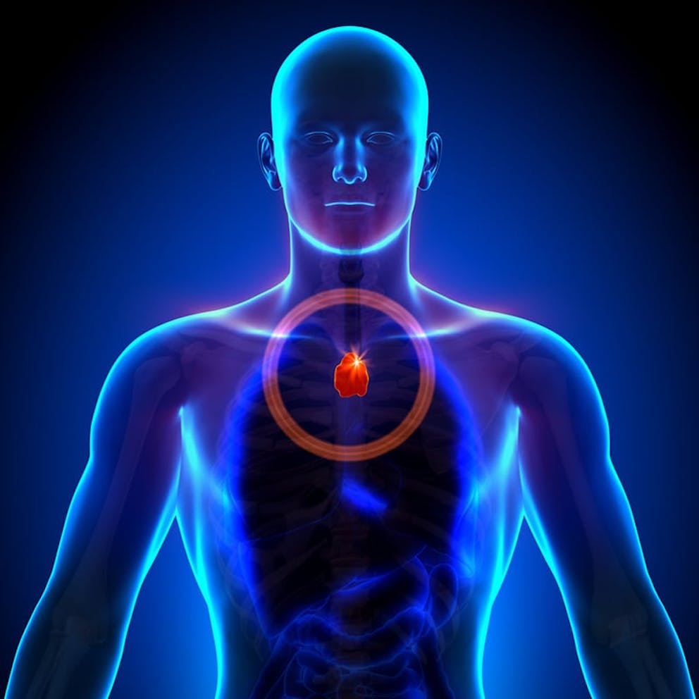 Anatomy image of male organs highlighting thymus gland in red, immune system organ.