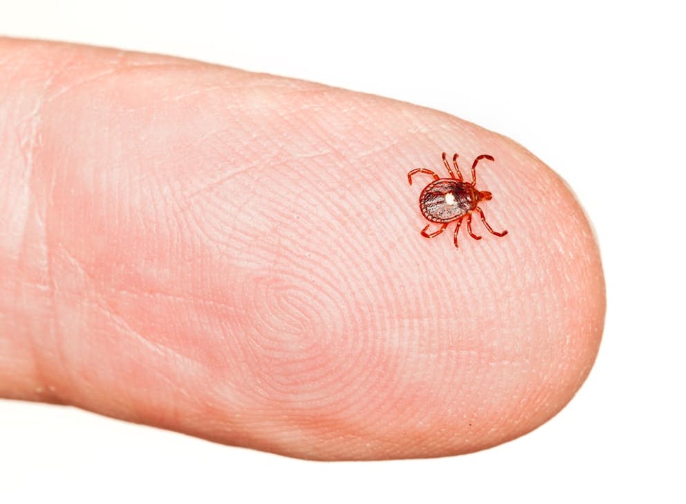 Close up image of tick on finger, Lyme disease tick-borne illness.