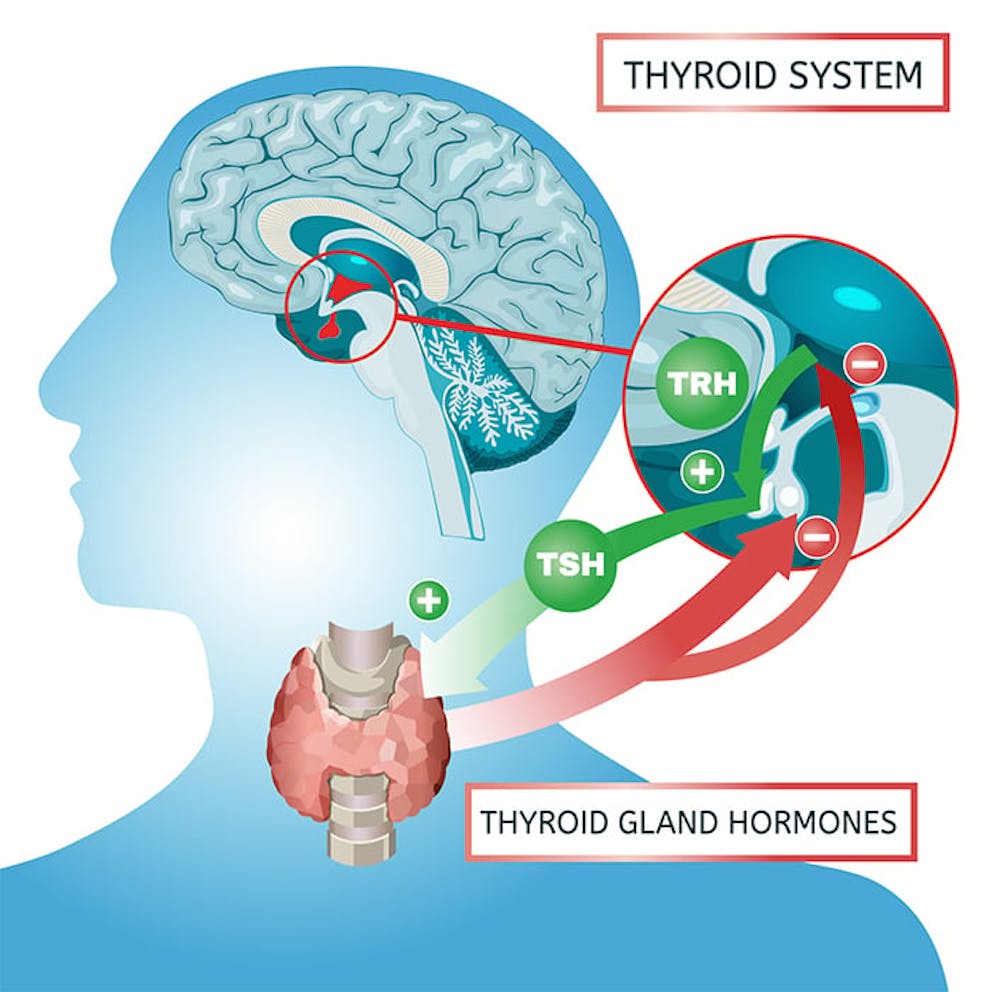 The negative feedback loop between the hypothalamus, pituitary gland, and thyroid
