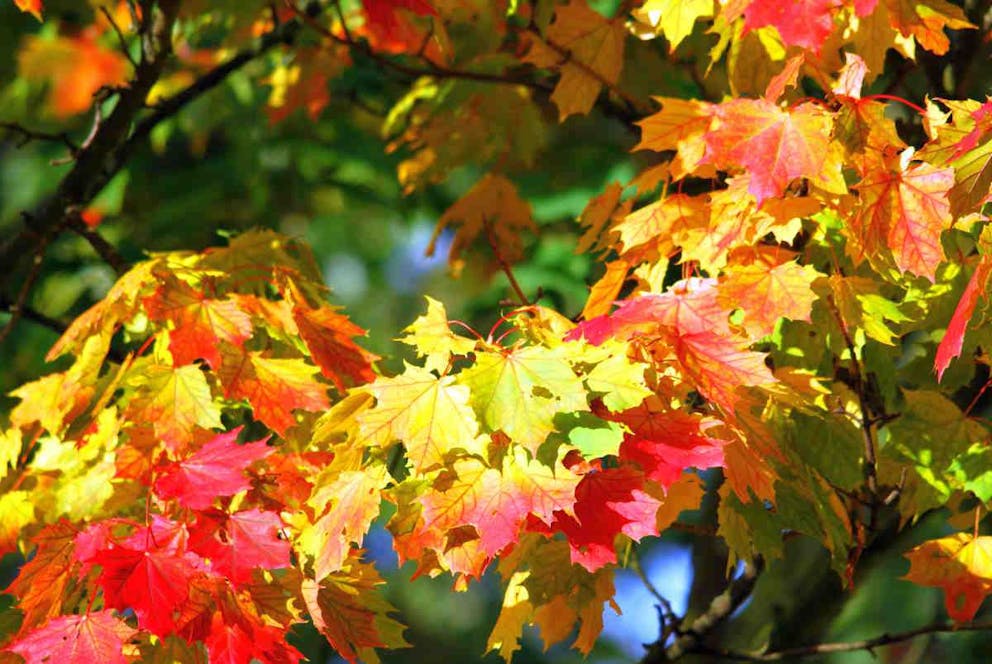 Autumn tree leaves red | Antioxidants Control The Leaves Changing Color In The Fall | why do leaves change color | autumn leaves