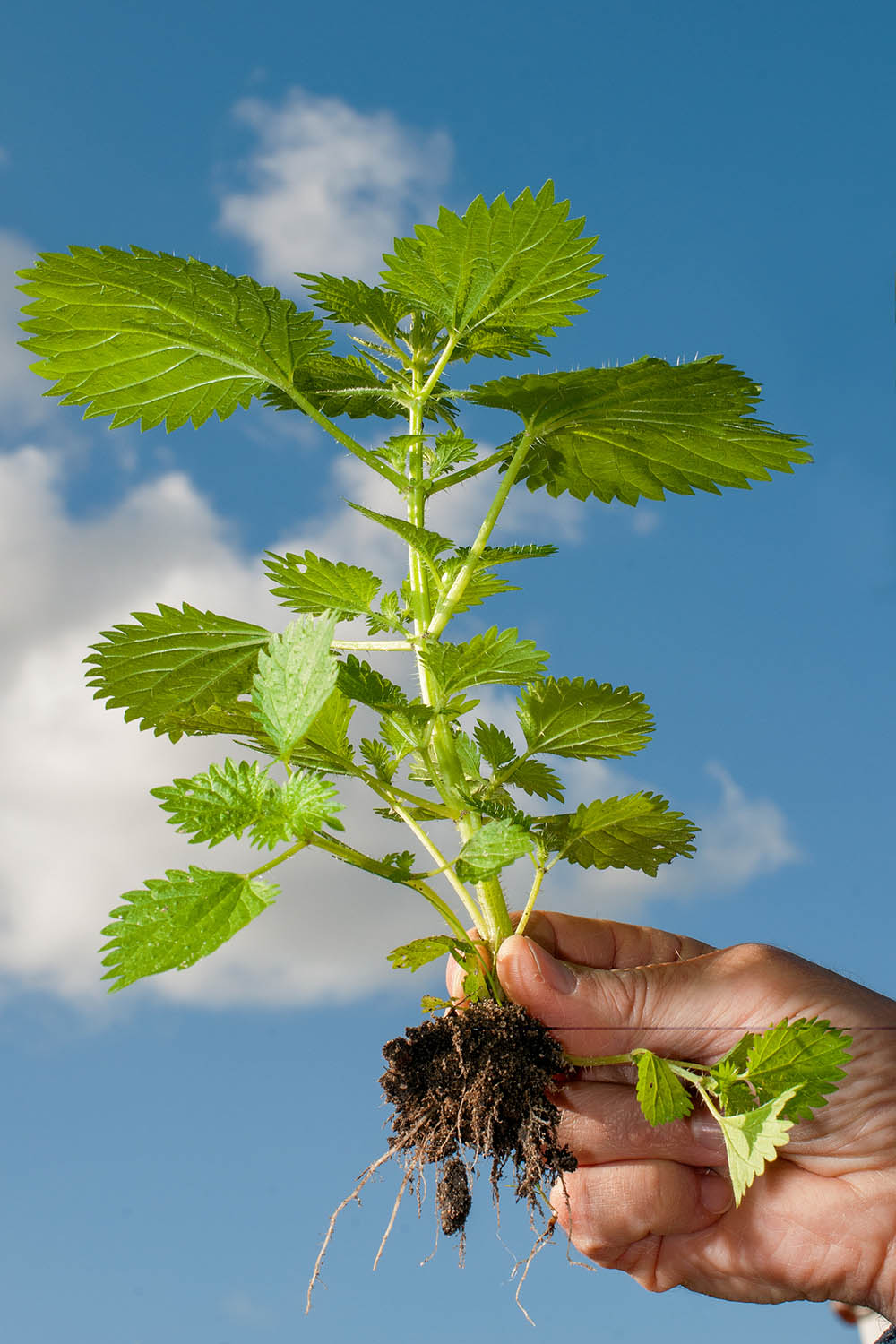 Urtica dioica, often called common nettle or stinging nettle, is a herbaceous perennial flowering plant, native to Europe, Asia, northern Africa, and North America.