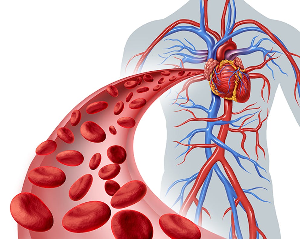 a drawing of blood heart circulation