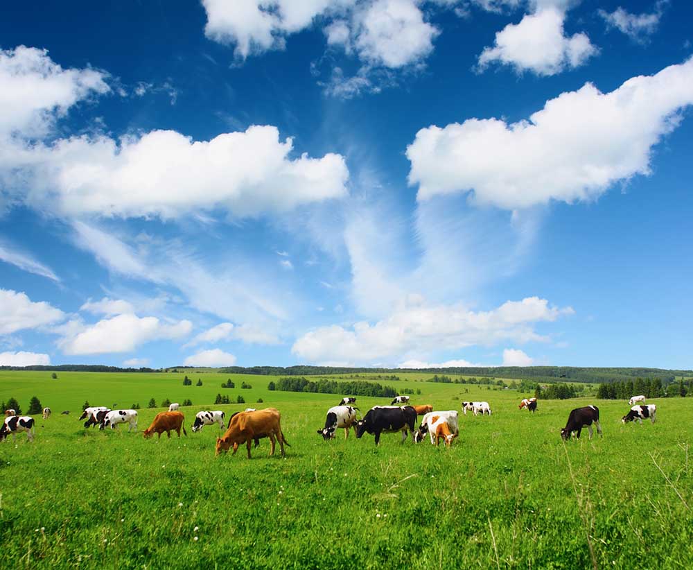 Cows grazing in a green grass field with blue cloudy sky overhead