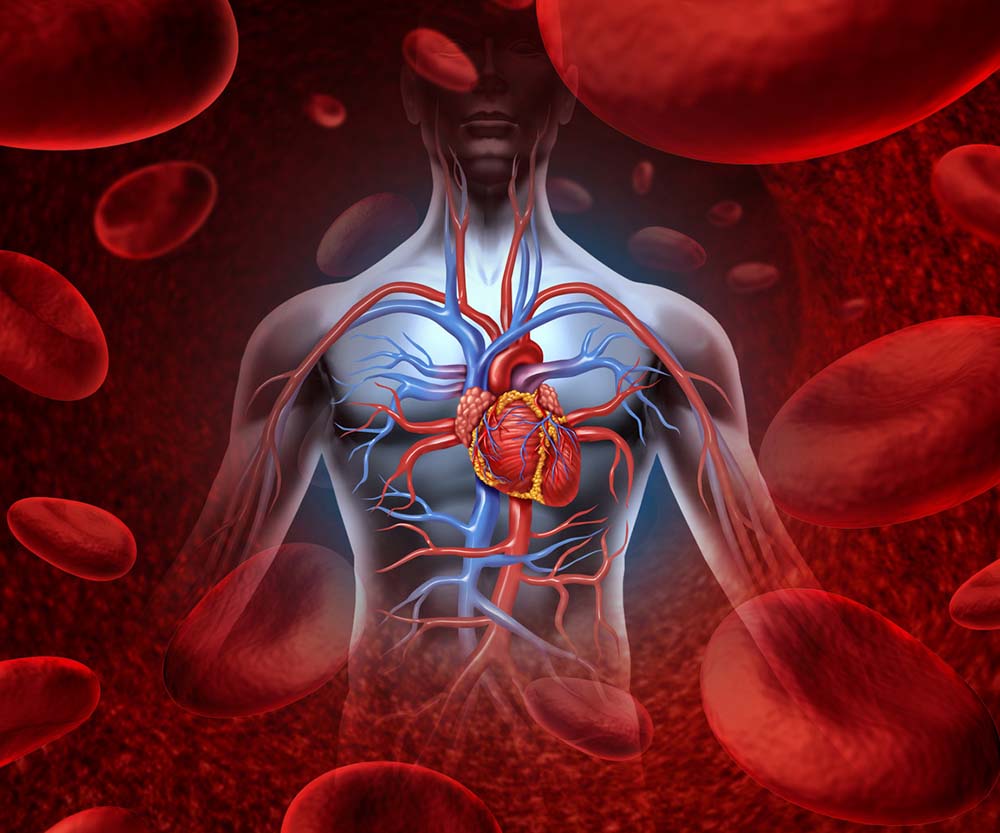 Illustration of heart anatomy, heart disease, arteries, and blood flow in a human body