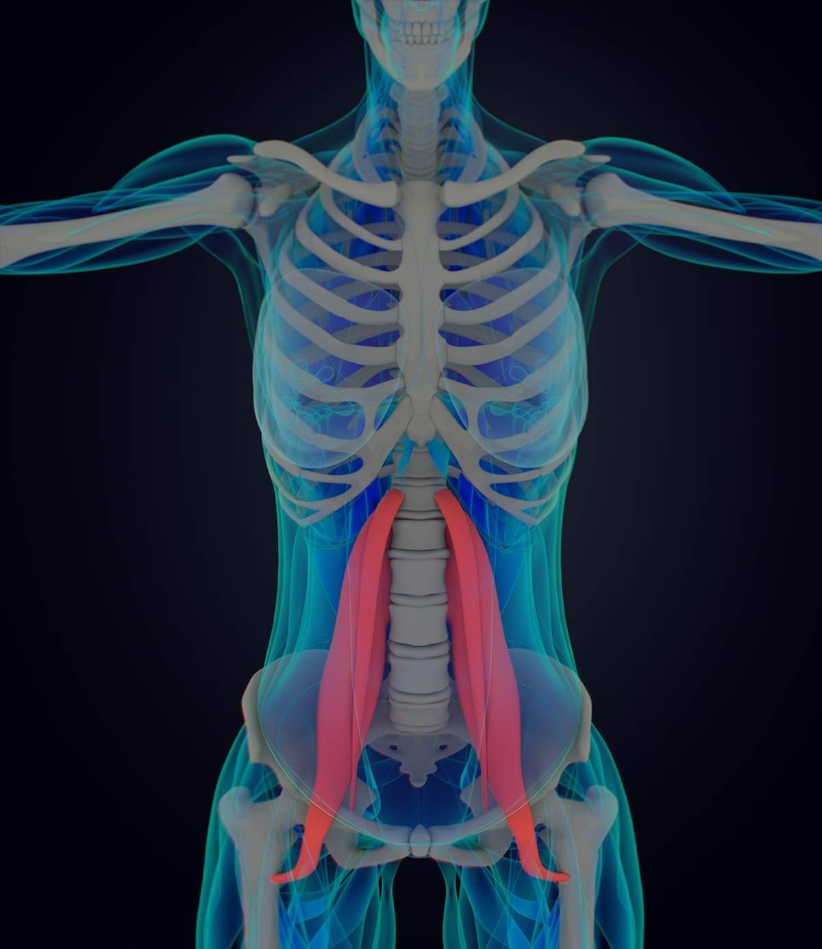 PSOAS Anatomy | The BEST Fix For Your PSOAS Muscle! A MUST WATCH! | how to stretch psoas muscle