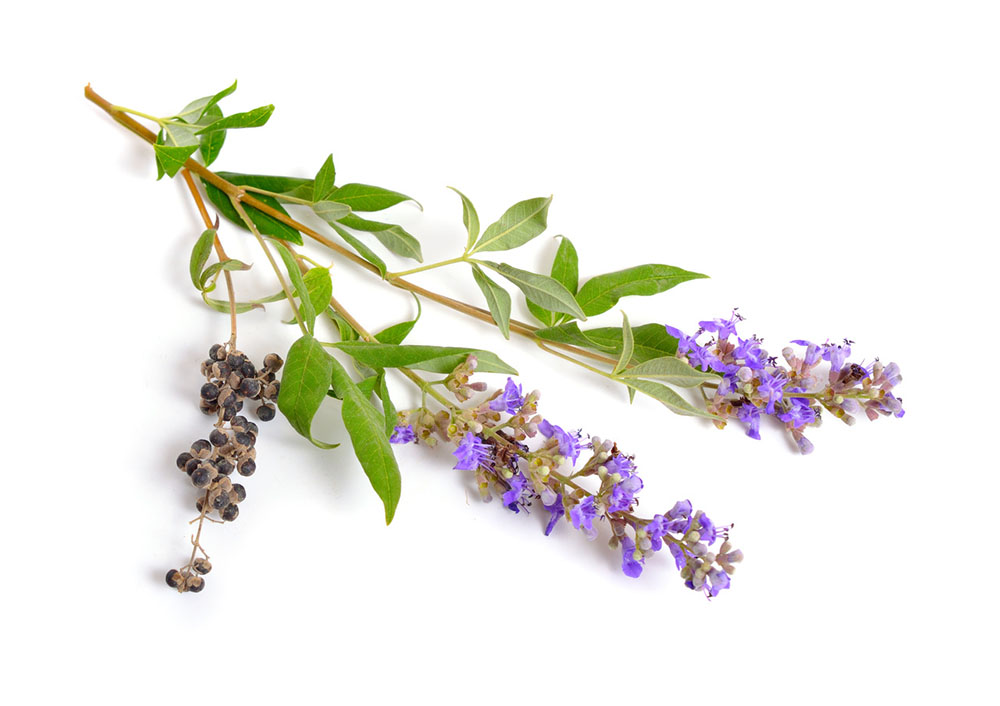 A sprig of Vitex Agnus-Castus (chaste tree berry) with flowers, berries, and leaves.