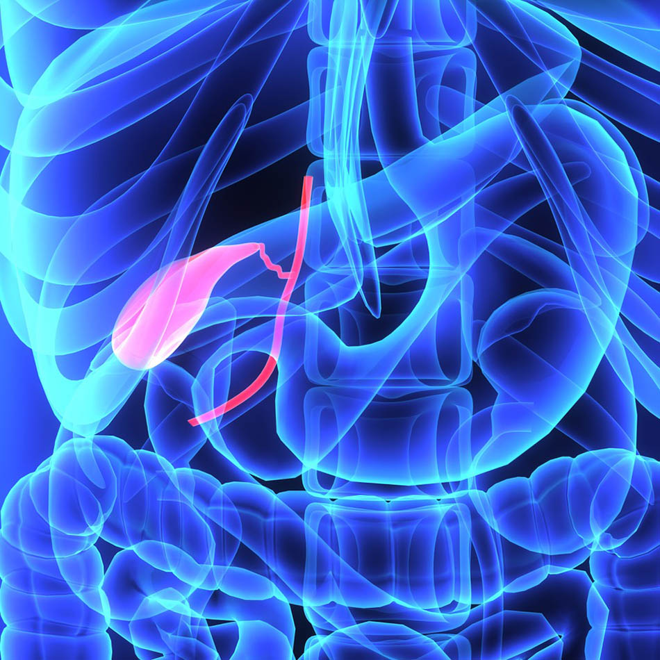 Gallbladder anatomy illustration, with gallbladder highlighted in red against blue body