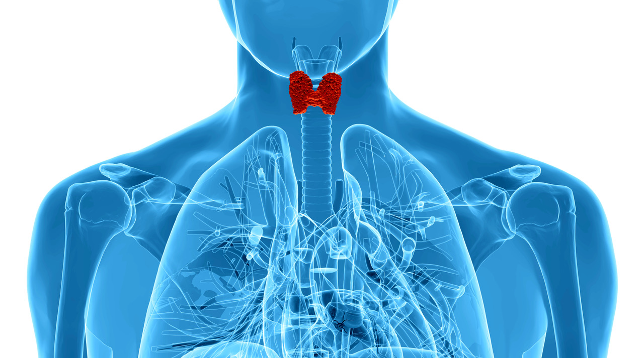Medical illustration of thyroid gland in red against a blue body with anatomy shown.