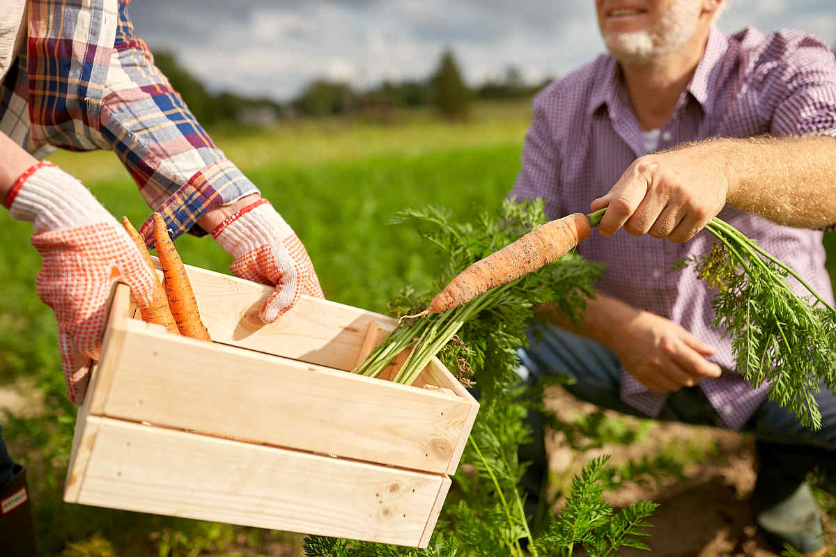 Senior couple with box picking carrots at farm garden | Boron The Neglected Trace Mineral