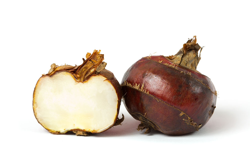 two water chestnuts, one sliced open