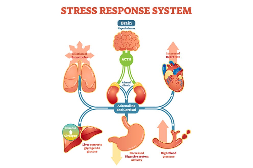 an illustration of the stress response system
