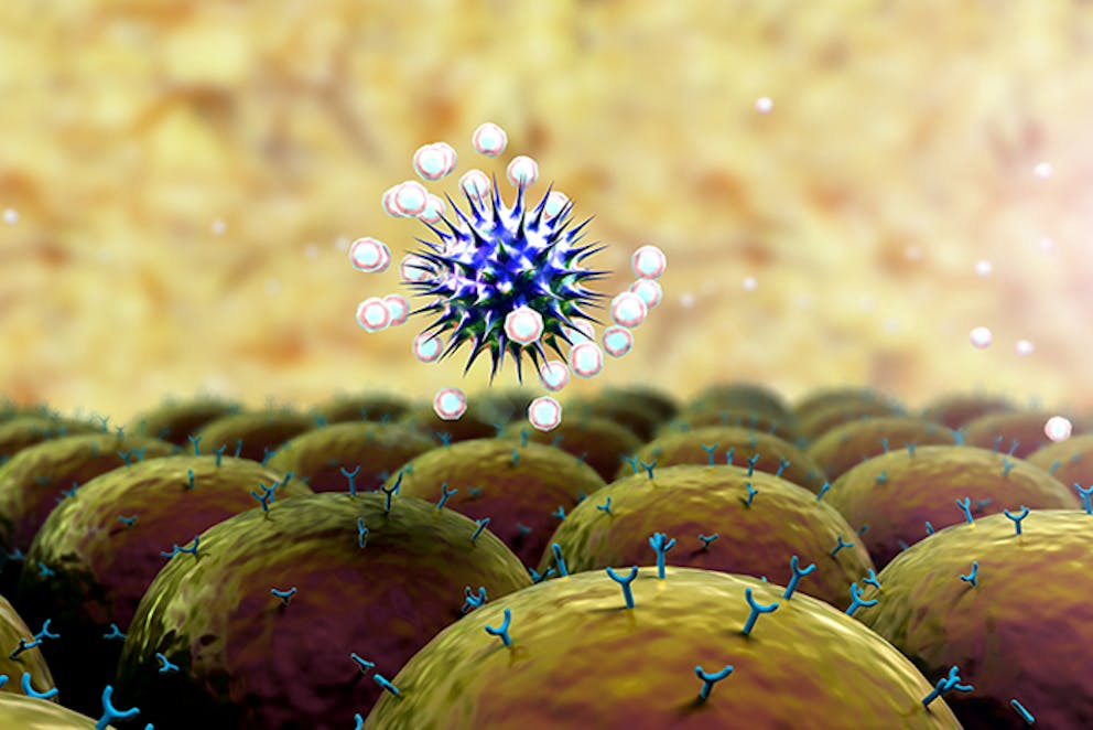 Coronavirus enters cells through ACE2 receptors 