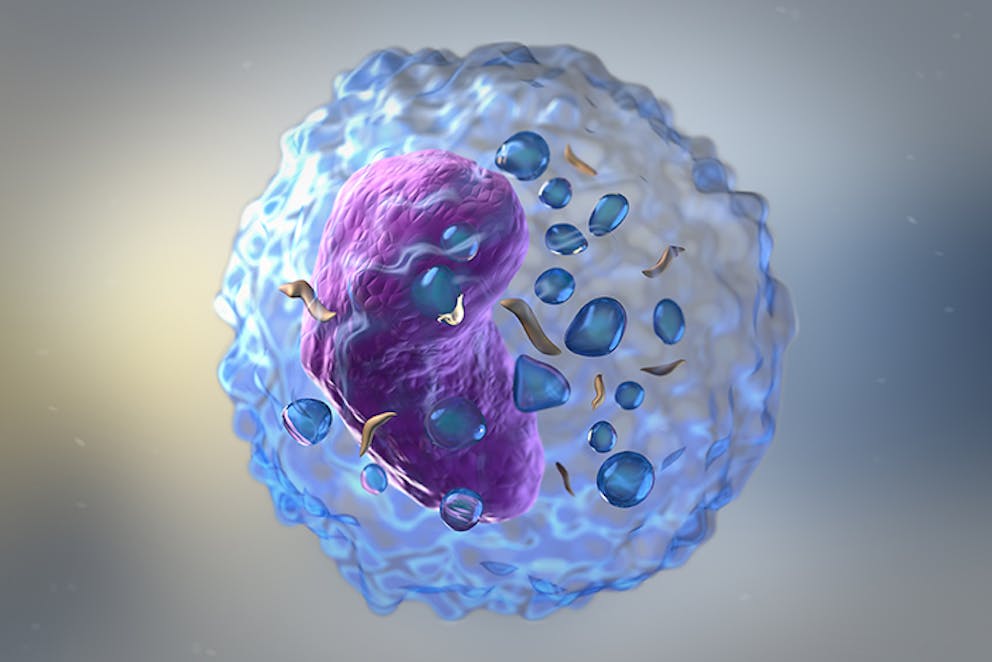a drawing of an immune cell killing a virus