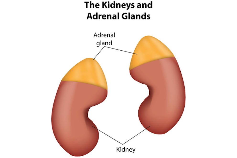 The kidneys and adrenal glands