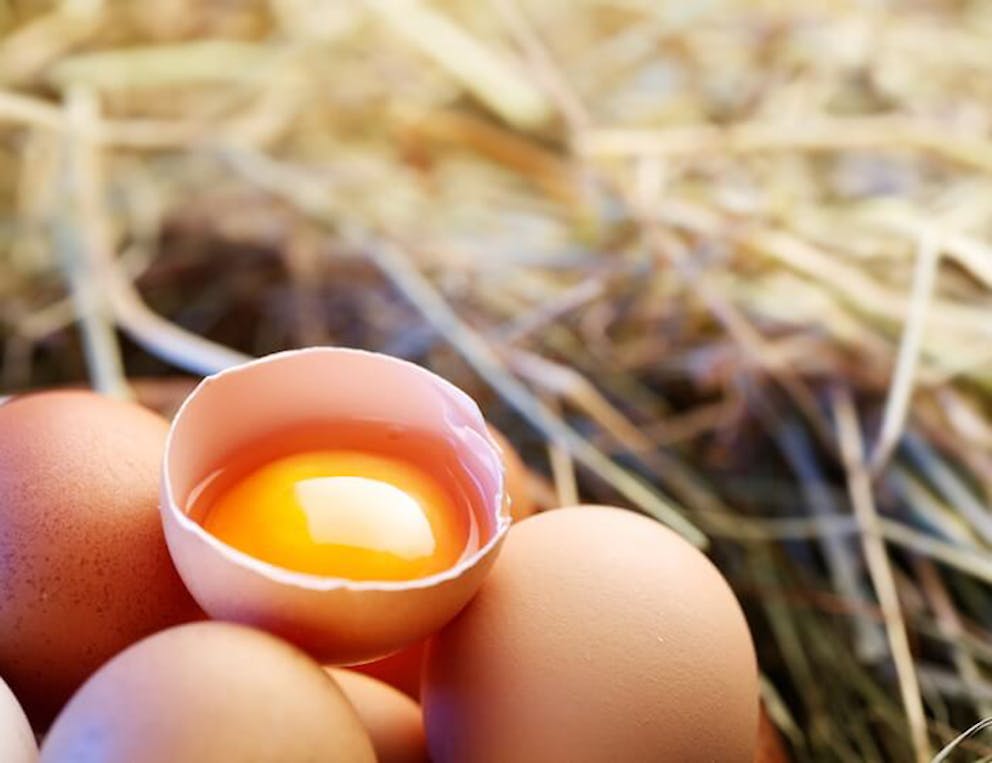 Chicken eggs in the straw with half a broken egg showing the egg yolk. | Egg Yolk vs. Egg White: What’s the Difference?