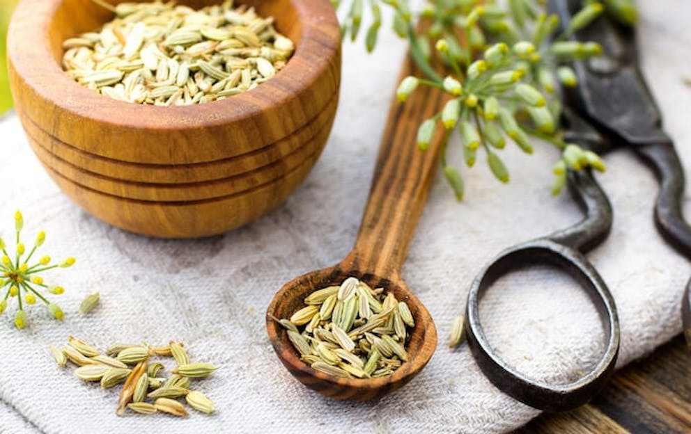 Fennel seeds and fennel plant in a small bowl and spoon on a table |  Fennel Seeds for Stomach Bloating and Cramping 
