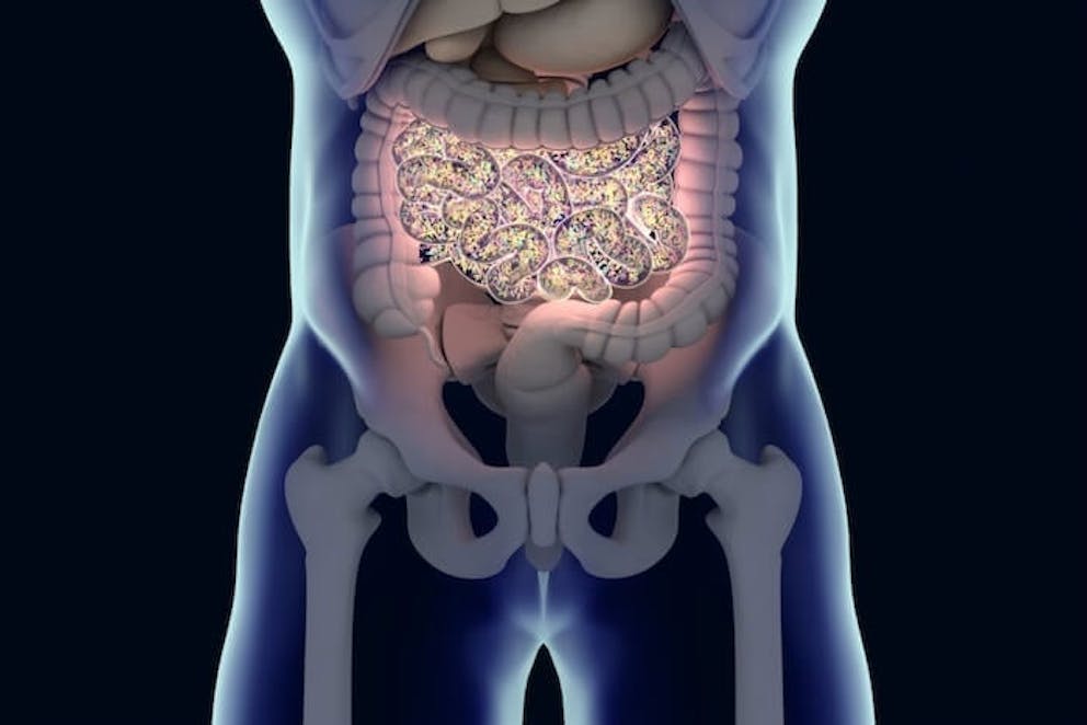 An x-ray image of what the human gut virome might look like inside of the body. 