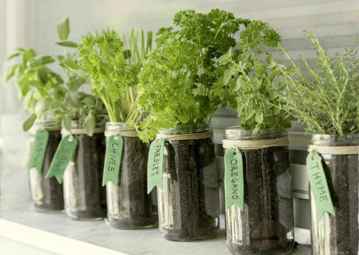 Different herbs (basil, sage, chives, parsley, oregano and thyme) growing in mason jars on a window | Can I Use Herbs and Tubers When I’m On A Ketogenic Diet?
