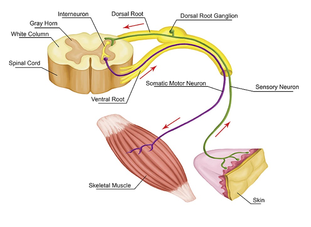 a diagram of the different types of nerves