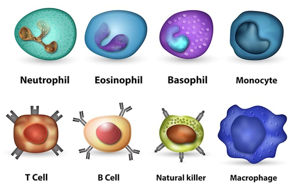 Many cells are involved in your immune response