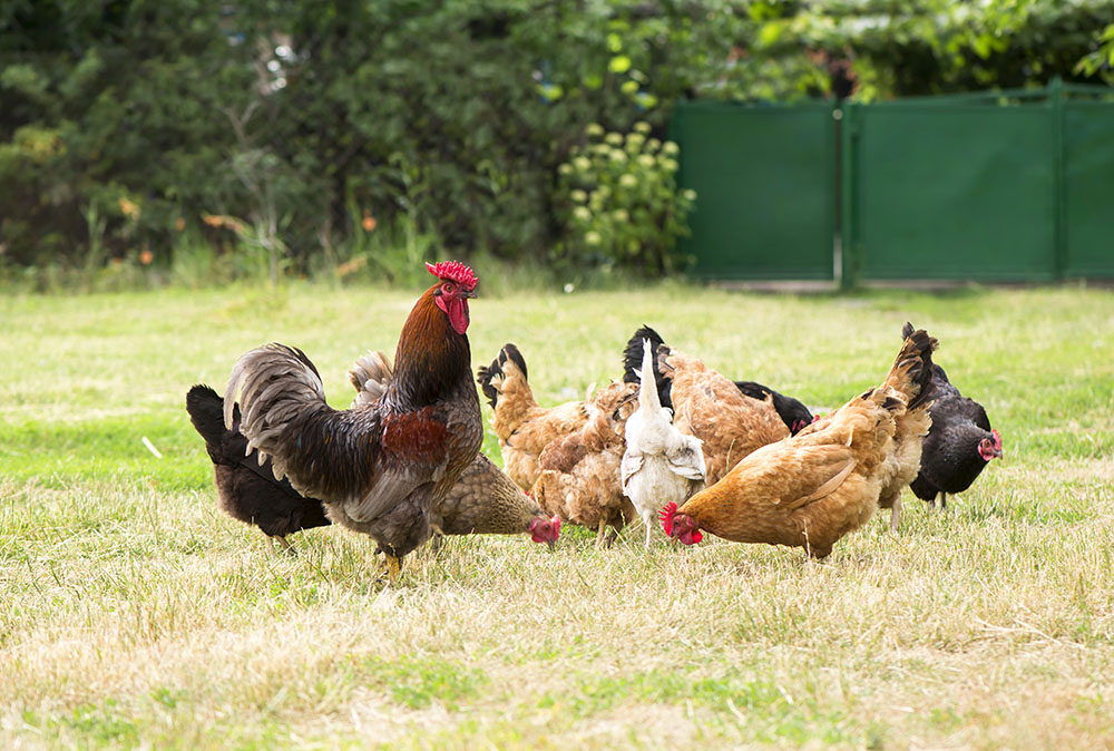 rooster and hens grazing in the grass