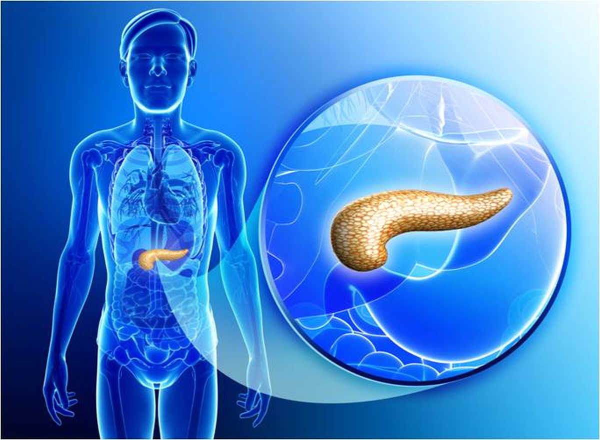 Pancreas | How To Fix A Slow Metabolism: MUST WATCH!