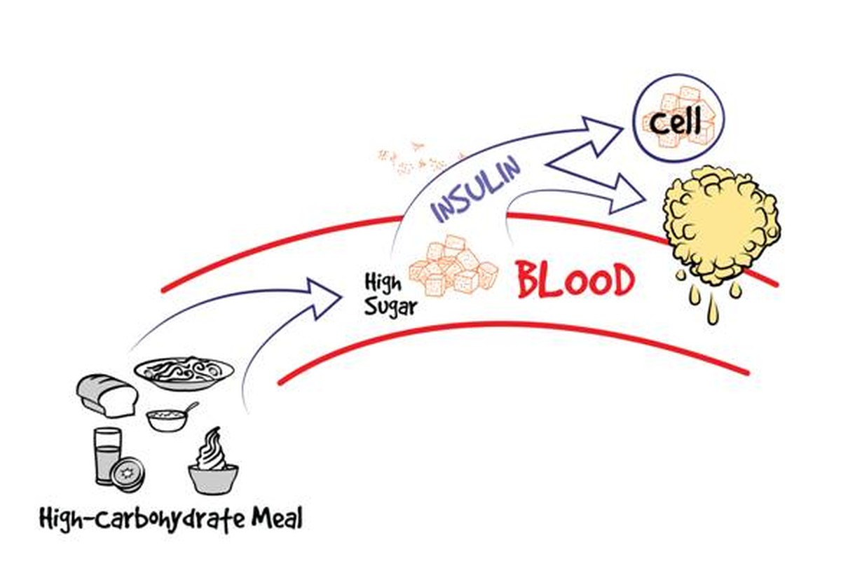 High carbohydrate | How To Fix A Slow Metabolism: MUST WATCH!slow metabolism