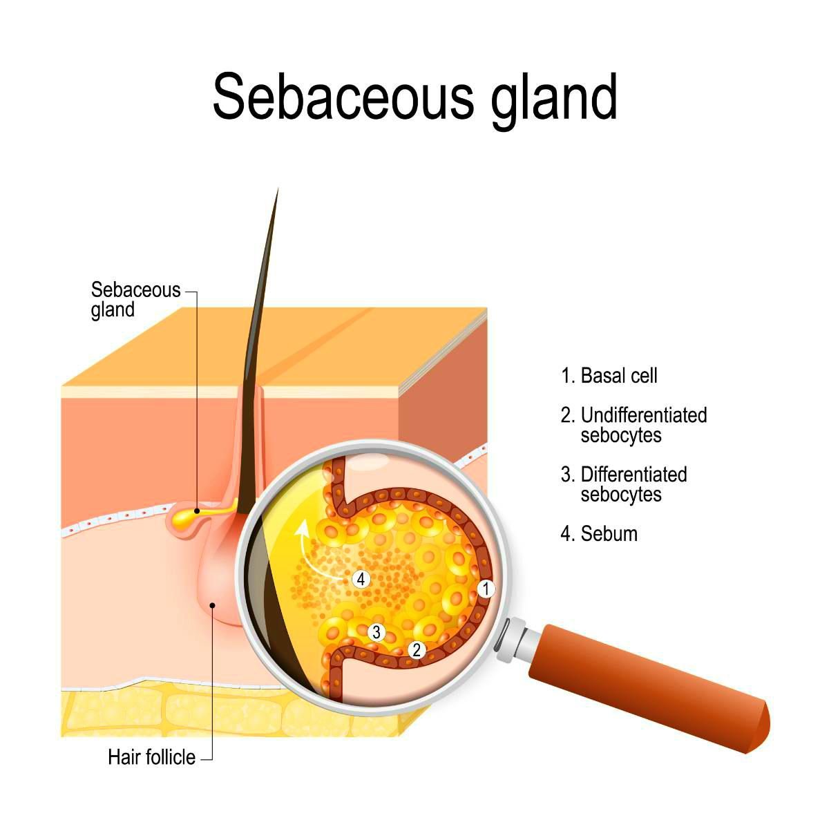 Structure of the Sebaceous gland | How To Get Rid Of Acne Fast