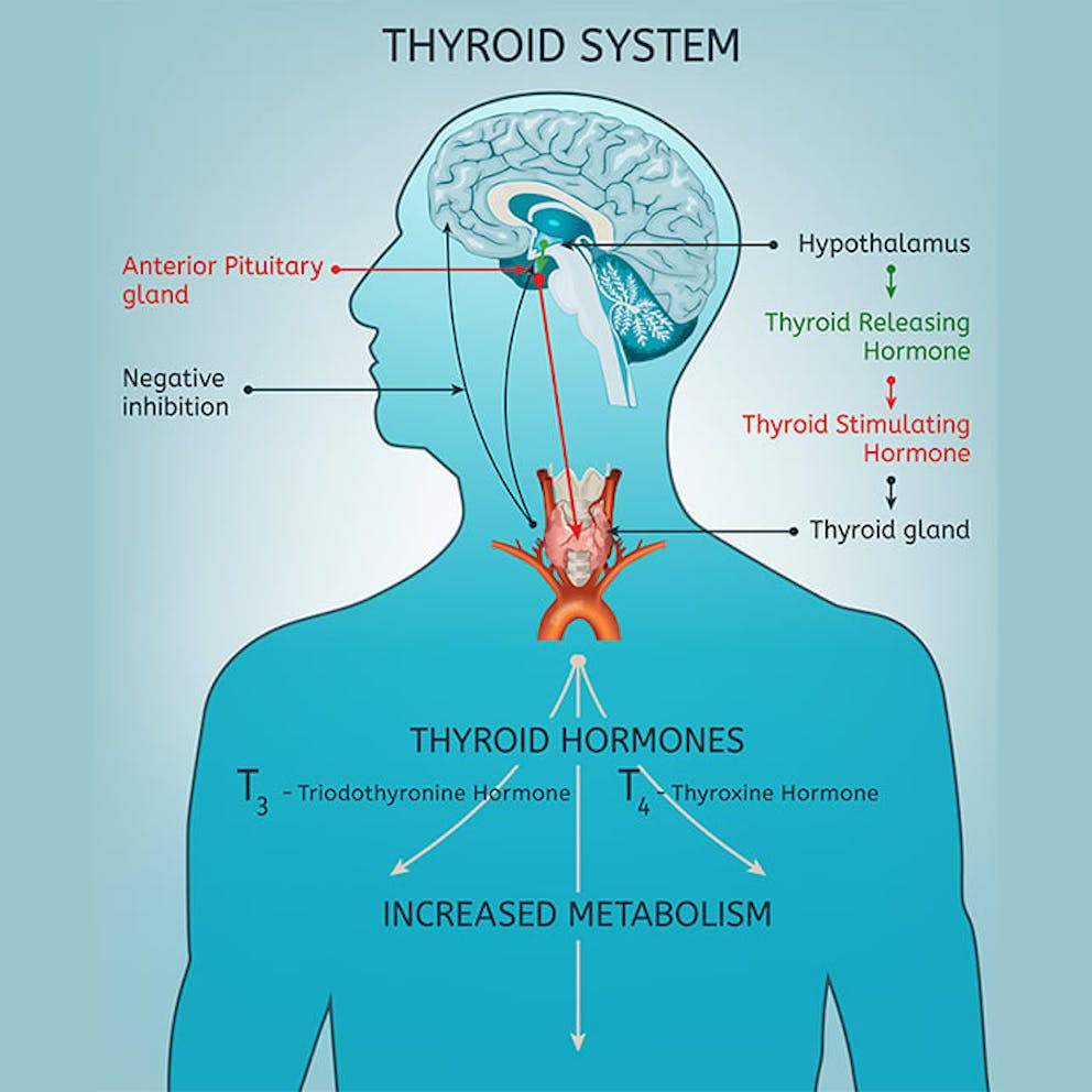 Healthy thyroid function