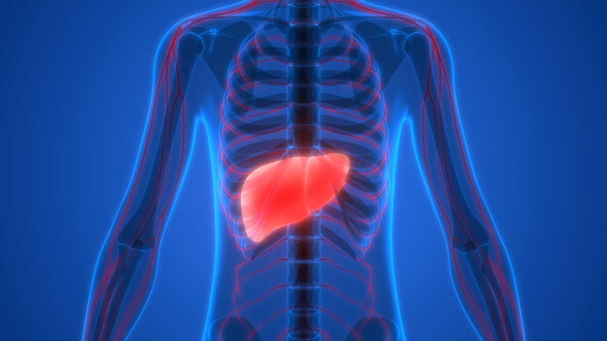 Human Body Organs Anatomy (Liver). 3D | How To Reverse A Fatty Liver