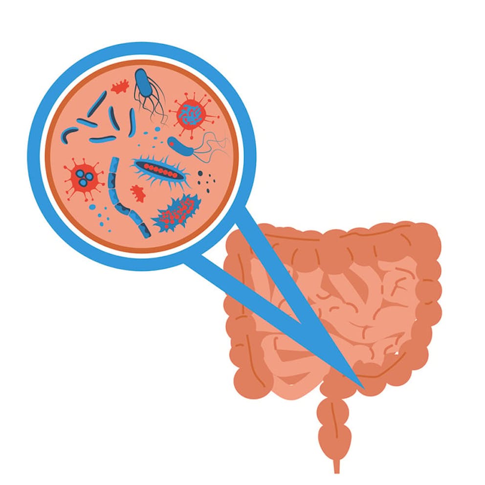 Probiotics, gut microbiome concept. Illustration of intestines, zoom into intestinal flora