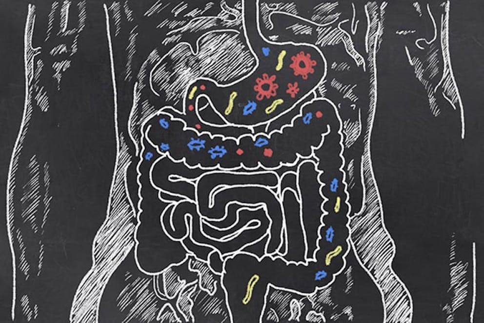 Chalk drawing of human digestive system, gut health, gut microbiome, healthy digestion.