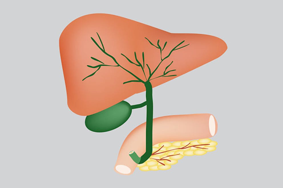 Anatomy drawing of liver and gallbladder organ structures, bile duct.