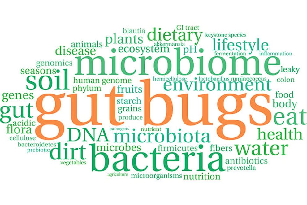 a word cloud for the phrase gut bugs