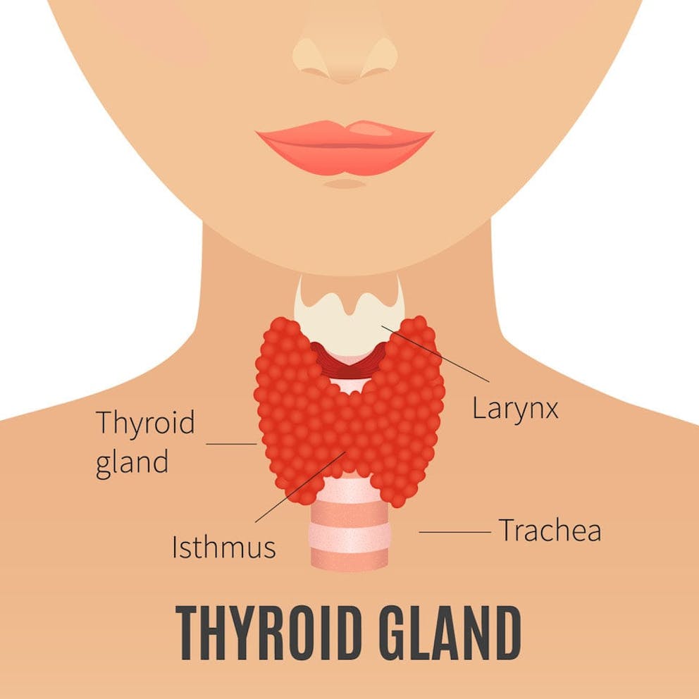 Medical illustration of thyroid gland anatomy with labels.