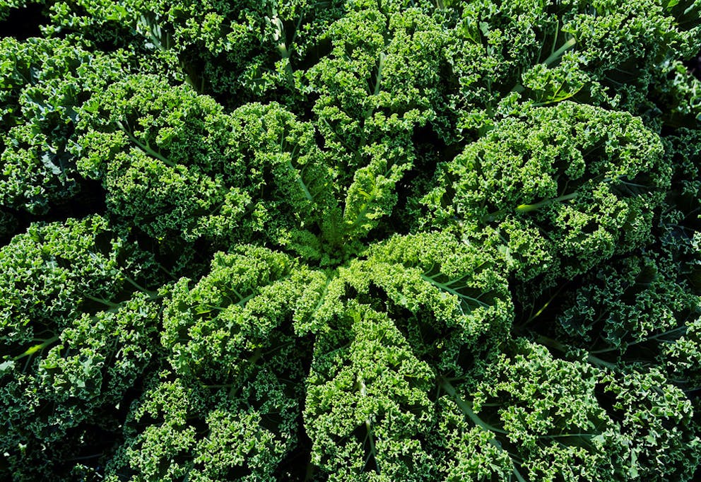 Looking down at a big bunch of green fresh kale growing with sunlight on it.